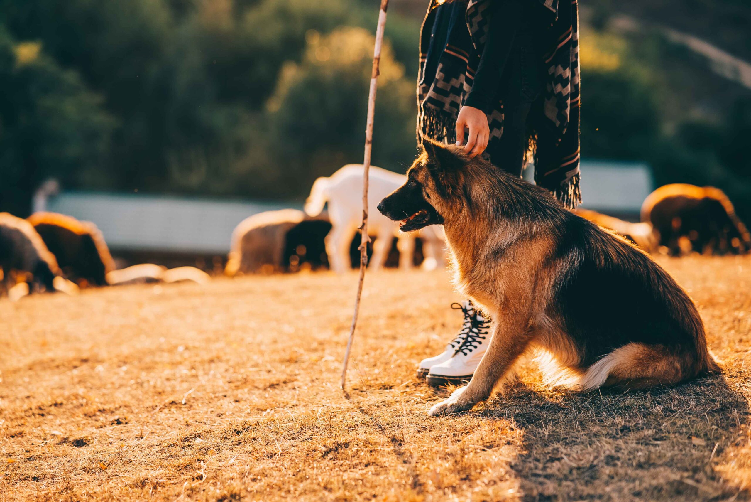 German shepherd puppy