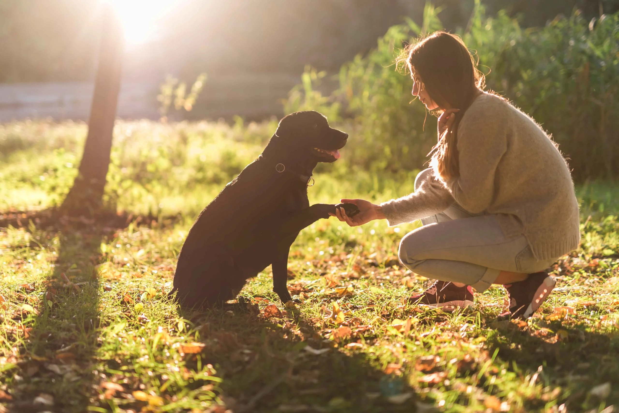 7 Things to Know About Adopting a Senior Dog