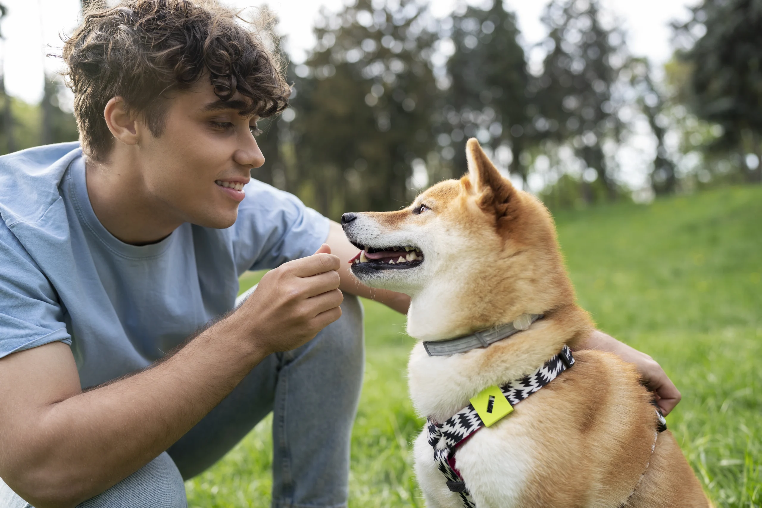 How to Train a German Shepherd Puppy