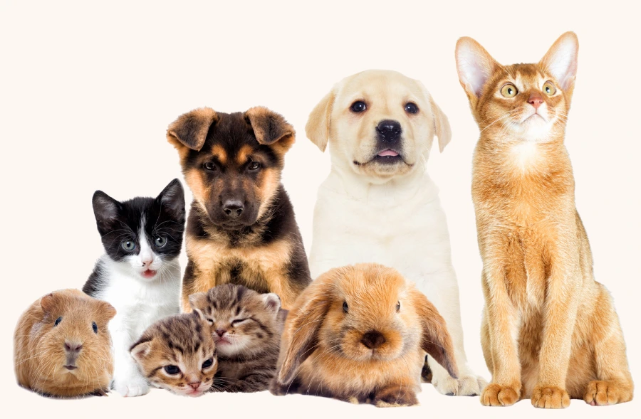 pet health animals