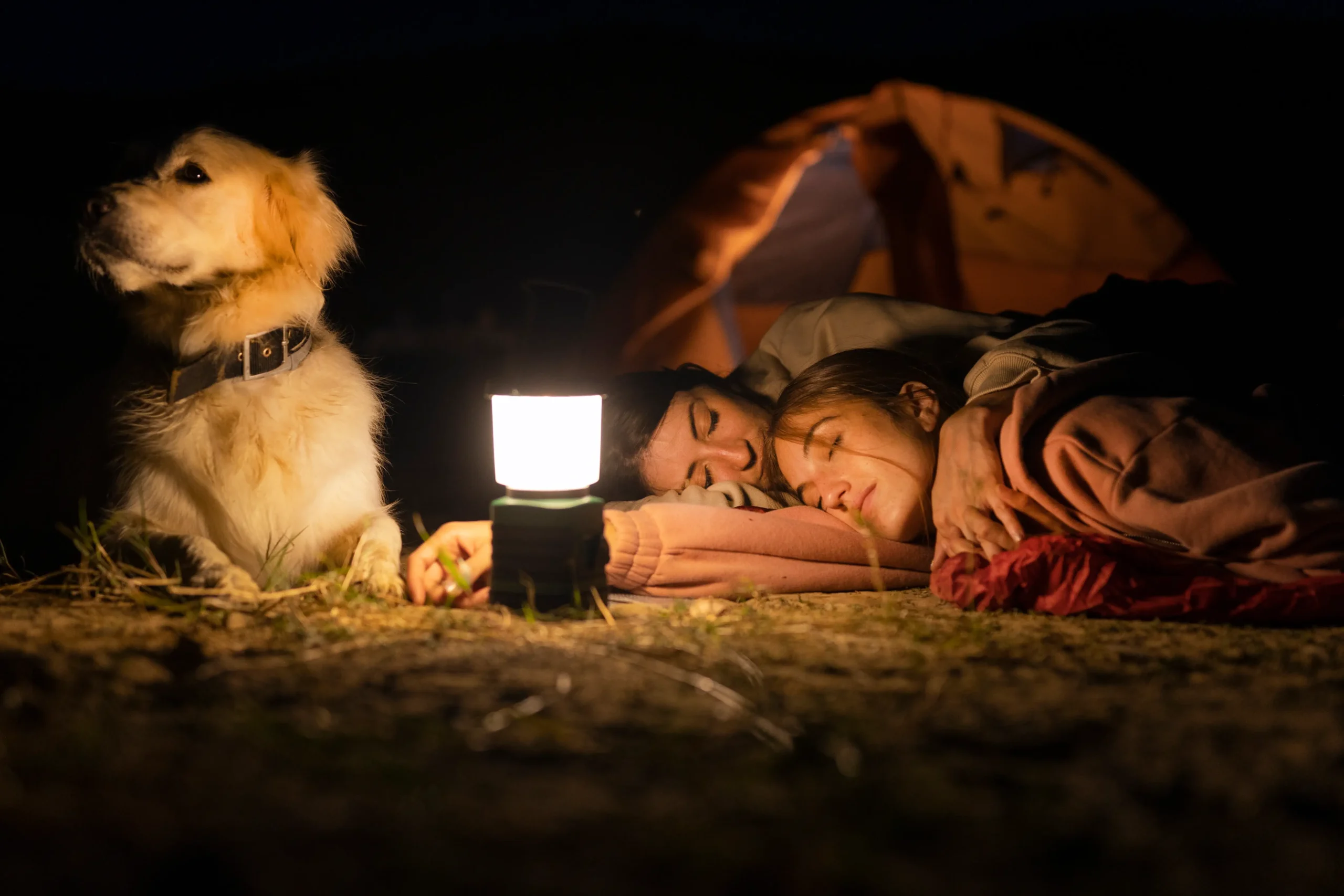 How to Crate Train a Puppy at Night: Step-by-Step Guide