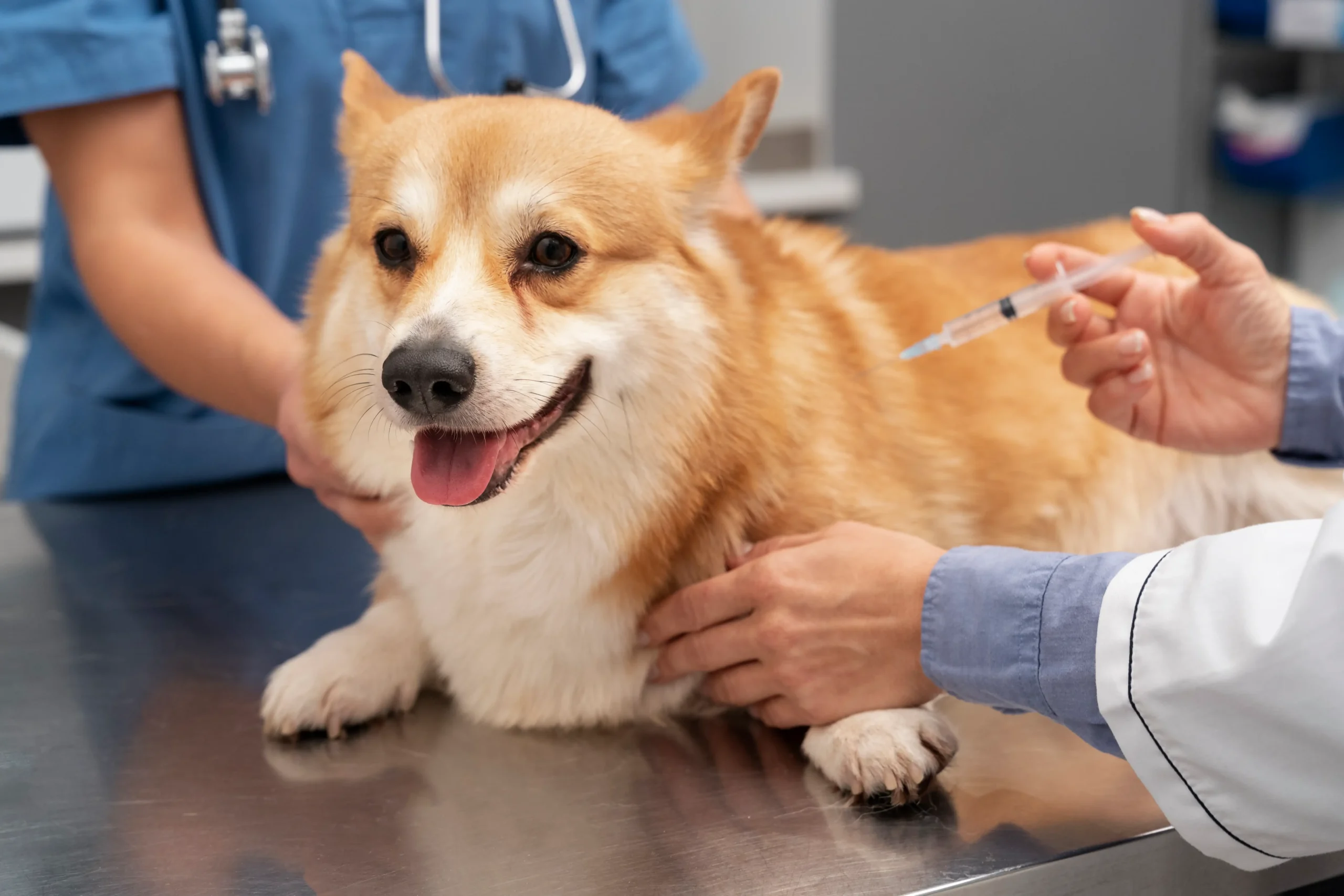 Puppy and Dog Vaccination Schedule India